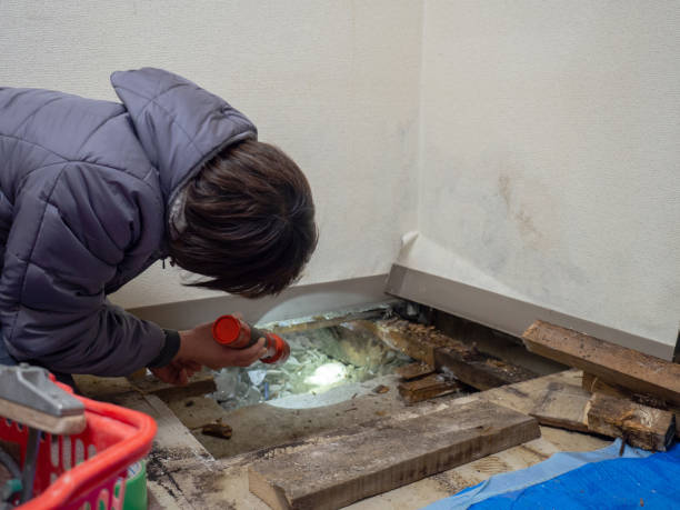 Best Basement Mold Removal  in Chandler, OK